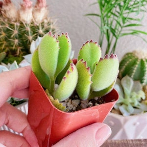 White Tip Bear Paw, Red Tip Bear Claw Succulent, Cotyledon Tomentosa, Cotyledon ladismithiensis image 1