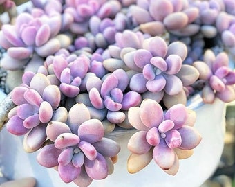 Rare Pink Moonstone Succulents, Pink Pebble Rosette Plants, Pachyphytum Oviferum in 2 inches pot