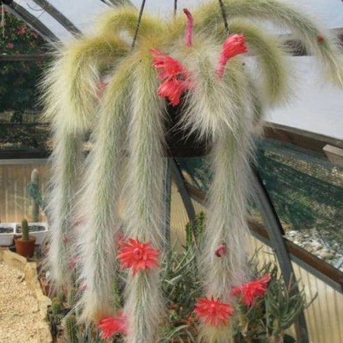 Monkey Tail Cactus Cleistocactus Colademononis 4 Pot | Etsy