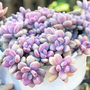 Rare Pink Moonstone Succulents, Pink Pebble Rosette Plants, Pachyphytum Oviferum in 2 inches pot image 1