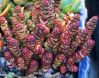 Rare Crassula Rupestris - Baby Necklace - 2 &quot; 4&quot; pot