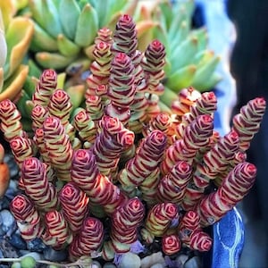 Rare Crassula Rupestris - Baby Necklace - 2 &quot; 4&quot; pot