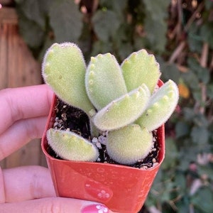 White Tip Bear Paw, Red Tip Bear Claw Succulent, Cotyledon Tomentosa, Cotyledon ladismithiensis image 2