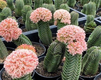 Rare Crassula Buddha&#39;s Temple in 2 inches/ 4 inches pot