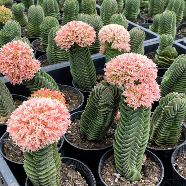 Rare Crassula Buddha's Temple in 2 inches/ 4 inches pot