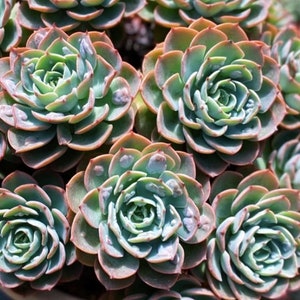 May include: A close-up of a group of succulent plants in a pot. The plants are green and have a rosette shape. The leaves are fleshy and have a slightly reddish hue.