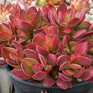 2” Crassula Money Maker Variegata