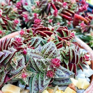 Crassula exilis subsp. cooperi, Tiger Jade succulent in 2" pot