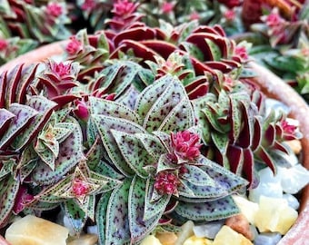 Crassula exilis subsp. cooperi, Tiger Jade succulent in 2" pot
