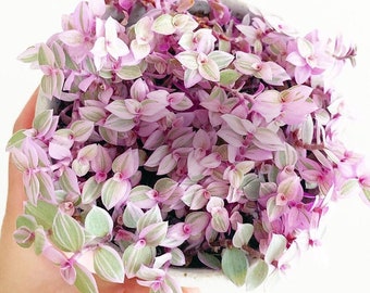 Callisia Repens Pink Panther, pink lady in 2" 4" pot