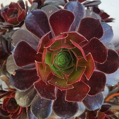 2 Aeonium Arboreum Atropurpureum - Etsy