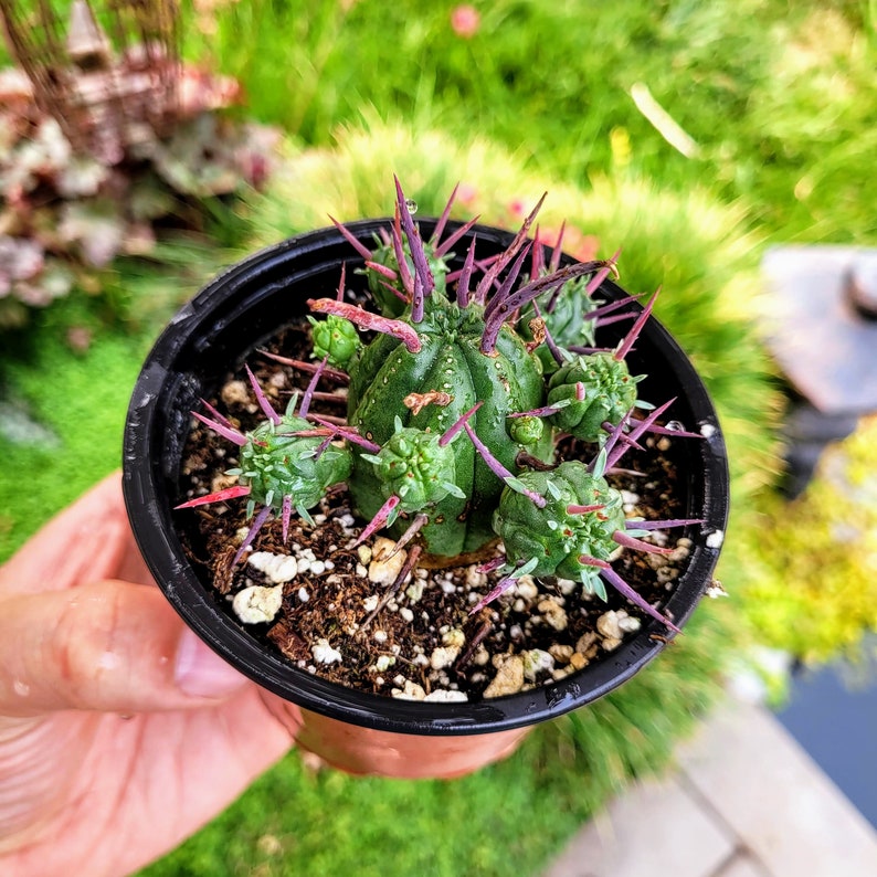 Euphorbia Ferox, Euphorbia enopla cactus dans un pot de 2 ou 4 image 5