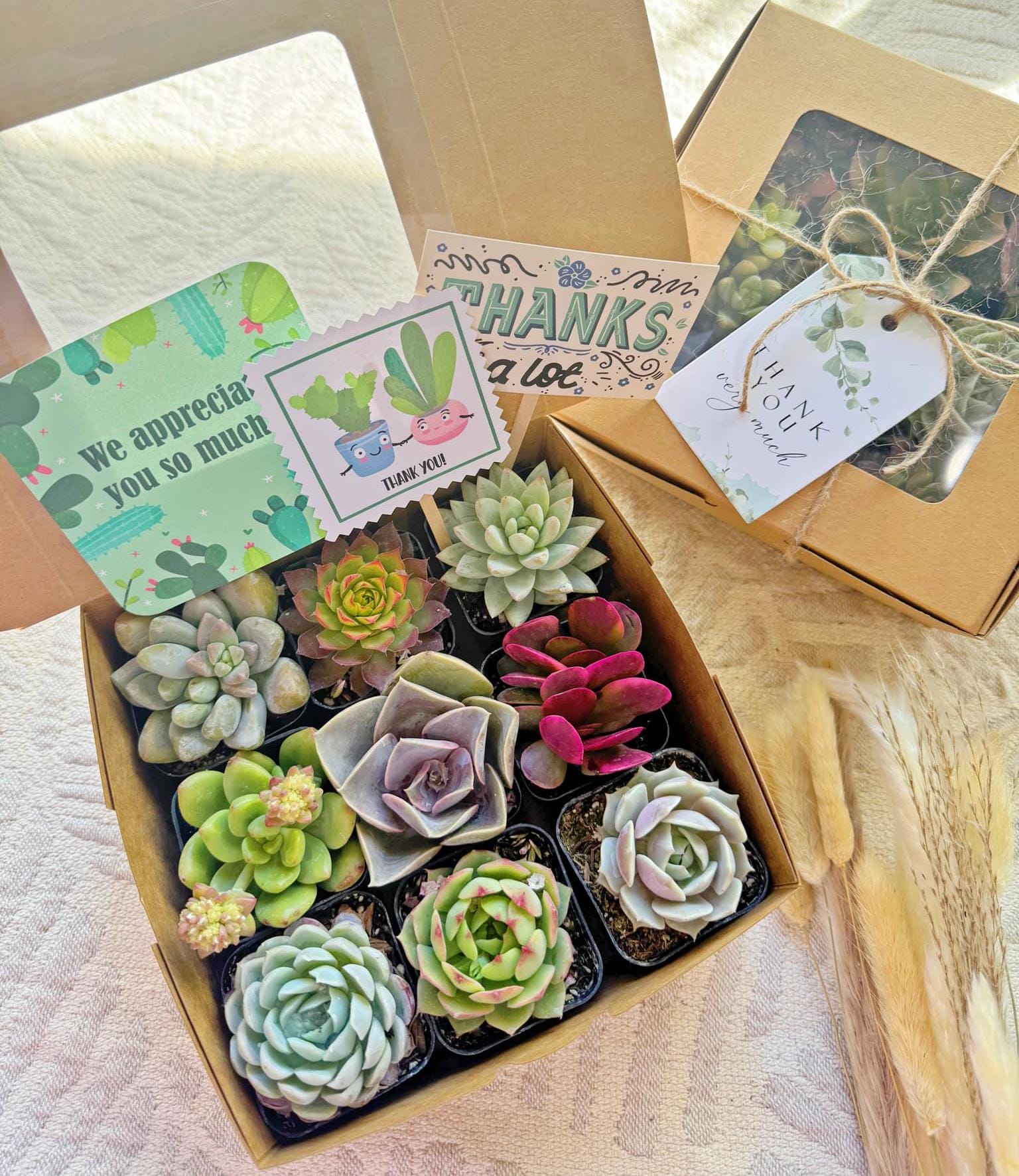 Thank You Succulents Gift Box - Etsy