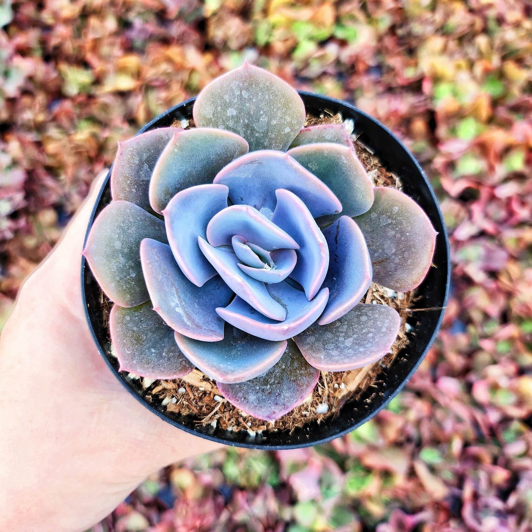 bulk succulent Bulk 3Pcs Artificial Succulent Plants Mini Potted Succulents in Vase D —  Artificialmerch main image 0