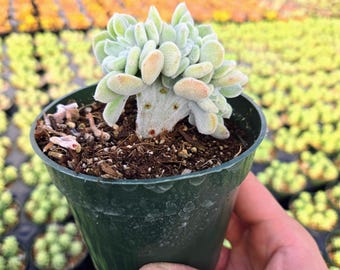 Echeveria Pulvinata crestada "Frosty"