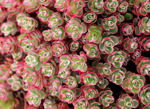 Tricolor Raspberry Ground Cover Red Stonecrop Ground Cover Garden With Drought Tolerant Creeping Sedum