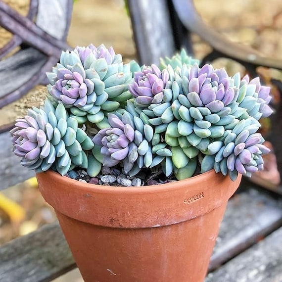 Sedeveria Lilac Mist Succulent Plant in 2 Inches Pot - Etsy Hong Kong
