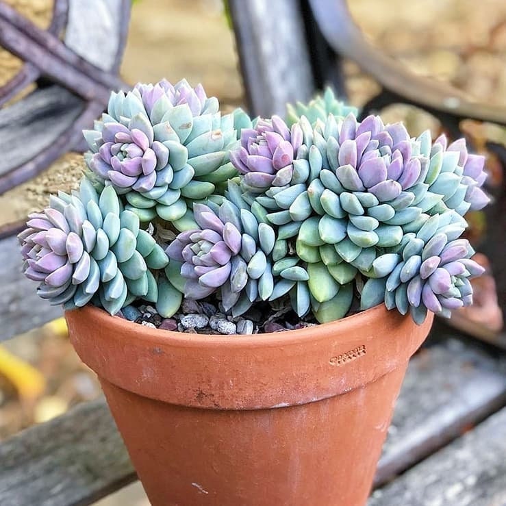 Sedeveria Lilac Mist Succulent Plant in 2 Inches Pot - Etsy Hong Kong
