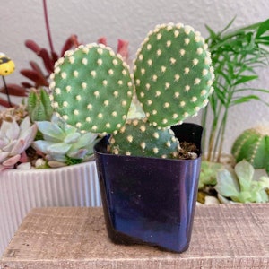 White Angel Bunny Ears Prickly Pear, Angel Bunny Ears Cactus, Polka Dot Cactus, Honey Bunny, Opuntia Microdasys Albispina in 2 inches pot image 3