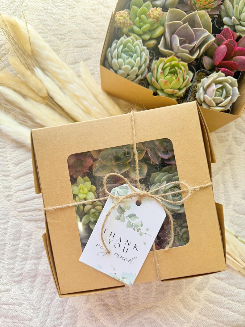 Thank You Succulents Gift Box - Thumbnail 3