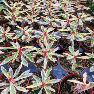 Rare Variegated Euphorbia Milii With Red Bloom, the Crown Of Thorns Christ plant Christ thorn 4 inch pot image 3