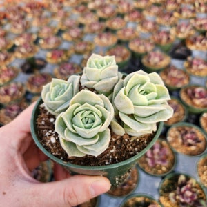 rare korean Graptoveria Lovely Rose 2 or 4 inches pot