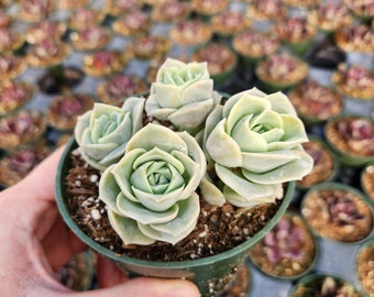 rare korean Graptoveria Lovely Rose 2 or 4 inches pot