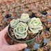 see more listings in the 2" Pot Succulent section