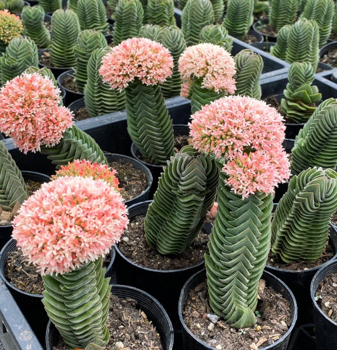 Crassula Buddha's Temple Plant