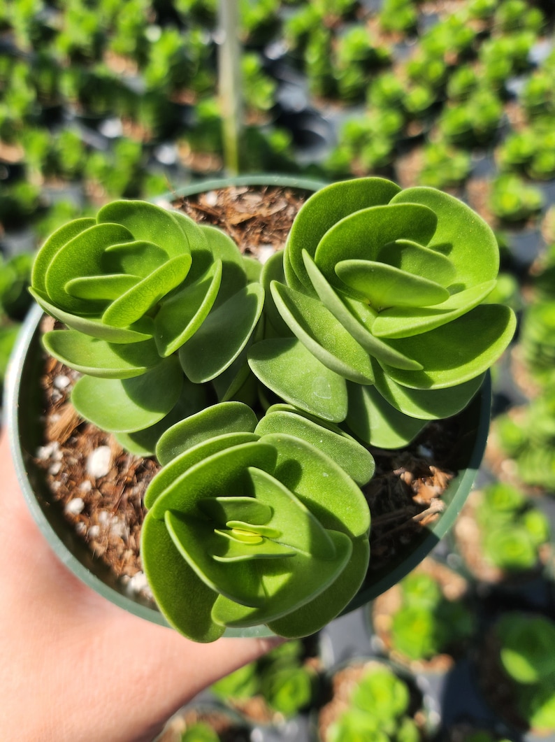 MySucculentCorner Portulaca Molokiniensis - Thumbnail 5