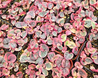 VSOH in 2" 4" pot