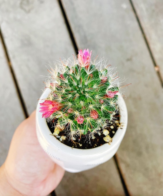 Powder Puff Cactus, Potted Cactus Plant, Mammillaria Bocasana, in 2 Inch  Potted Cactus - Etsy Israel