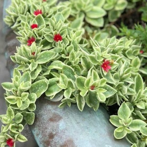 May include: A close-up of a succulent plant with green leaves and small red flowers. The plant is growing in a pot and has a trailing habit.