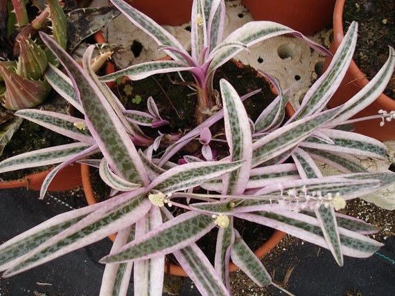 Rare Ledebouria Scilla Violacea Variegata, Socialis 4" Pot - Etsy