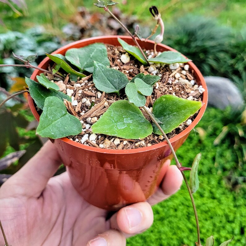 String of Hearts Orange River Air Purifying Indoor House Etsy