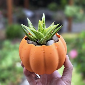 May include: A small succulent plant with green and yellow leaves growing in an orange pumpkin-shaped planter.