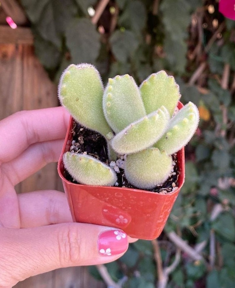 White Tip Bear Paw, Red Tip Bear Claw Succulent, Cotyledon Tomentosa, Cotyledon ladismithiensis image 2