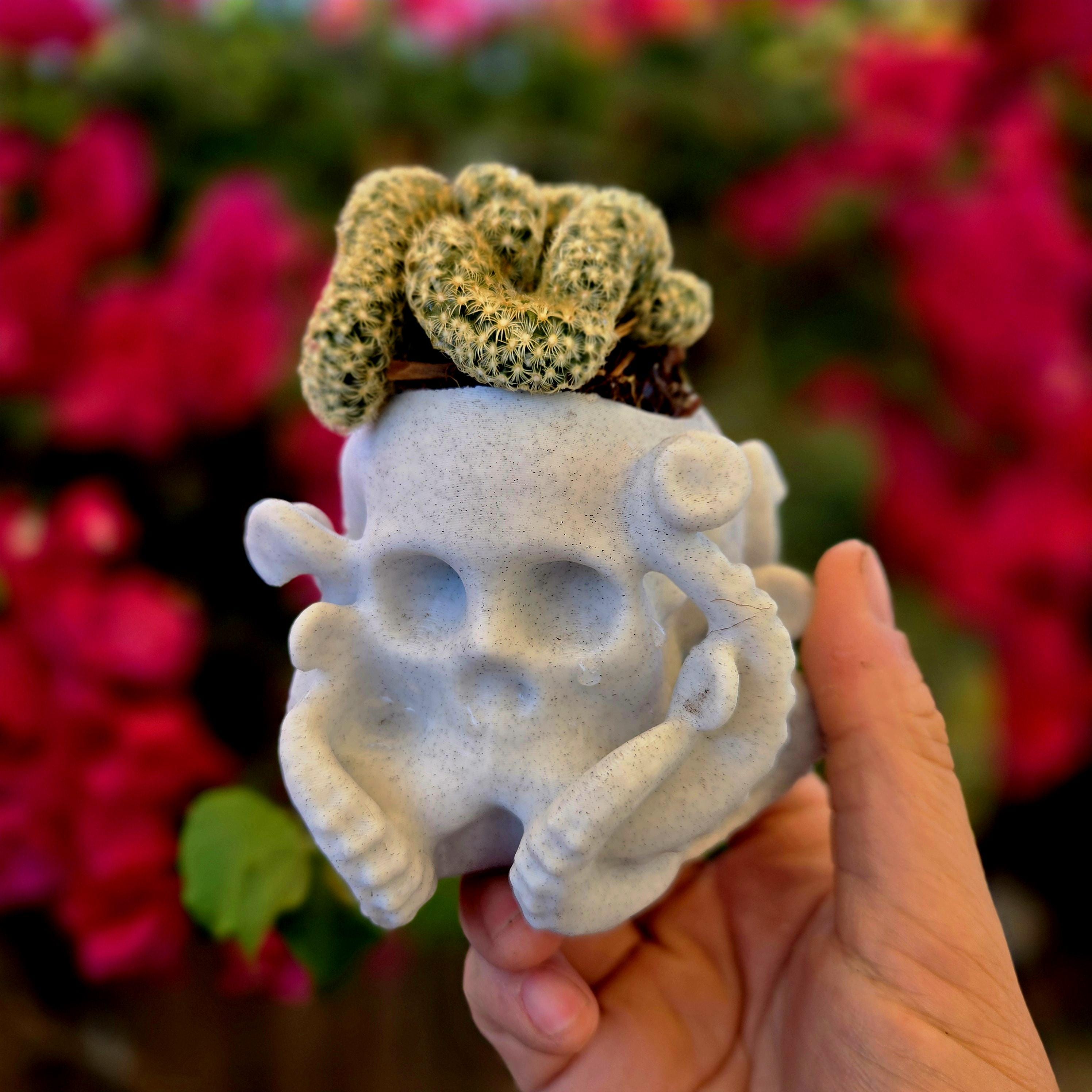 Brain Cactus, Crested Succulent Pot - Etsy