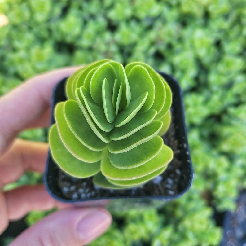 MySucculentCorner Portulaca Molokiniensis