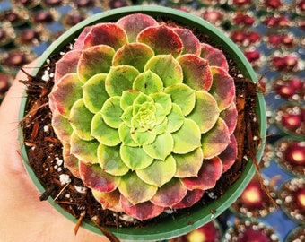 4” Aeonium Fiesta
