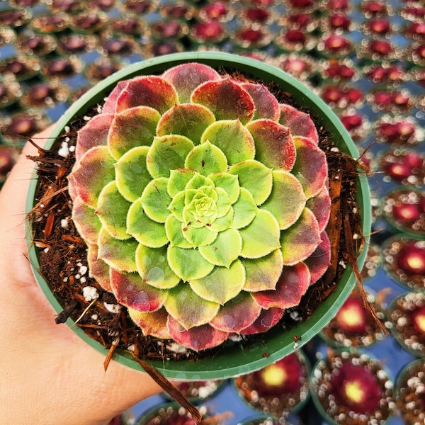 Aeonium - Etsy