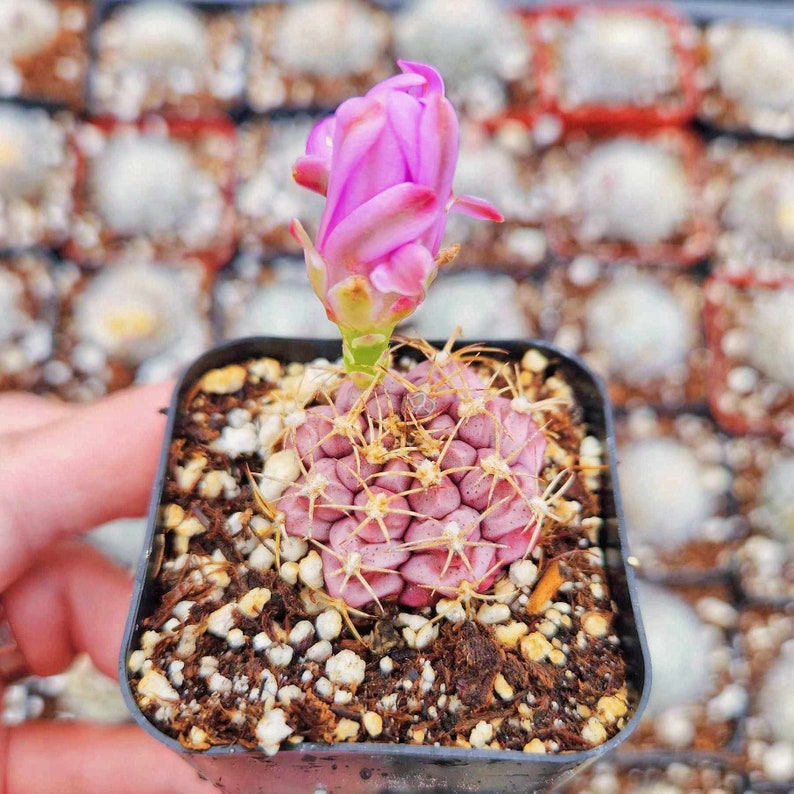 Gymnocalycium Rotundulum Cactus, Pink Cactus 2 4 pot image 3