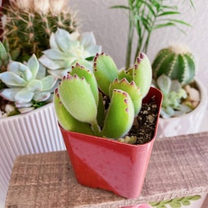 White Tip Bear Paw, Red Tip Bear Claw Succulent, Cotyledon Tomentosa, Cotyledon ladismithiensis image 3