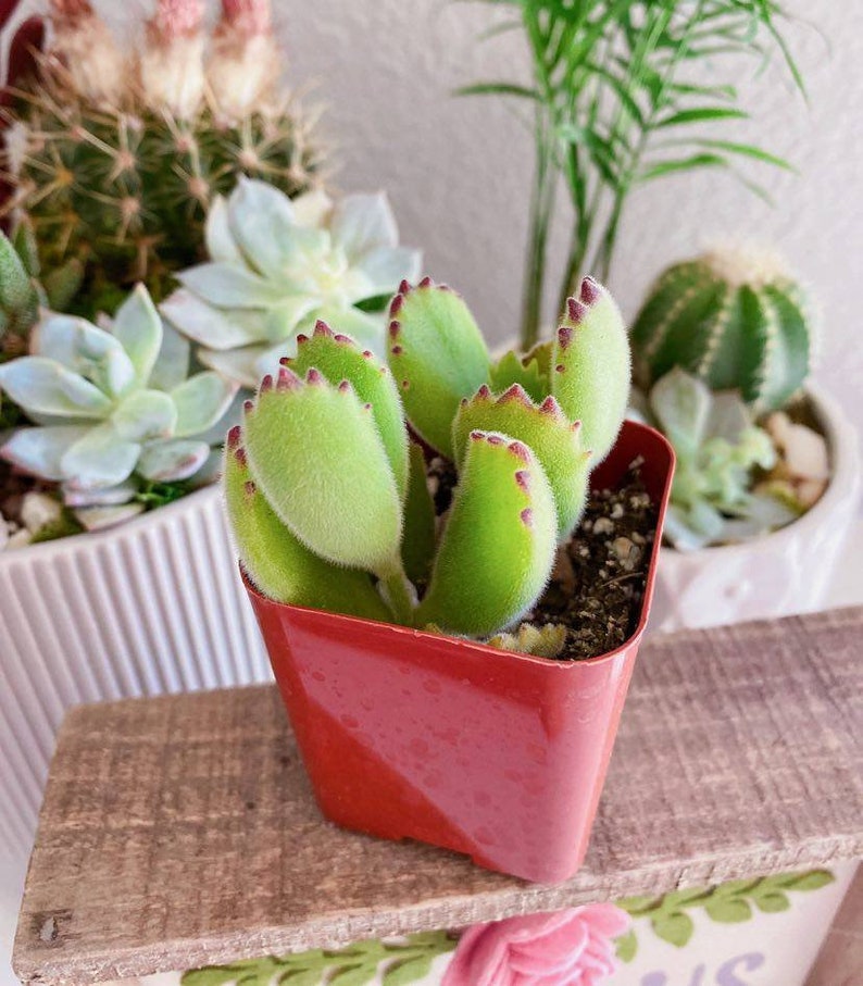 White Tip Bear Paw, Red Tip Bear Claw Succulent, Cotyledon Tomentosa, Cotyledon ladismithiensis image 3