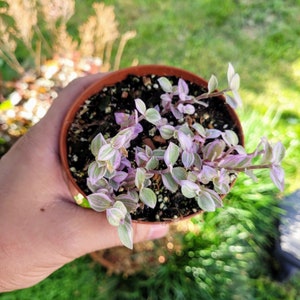 Callisia Repens Pink Panther in 2 4 pot image 2