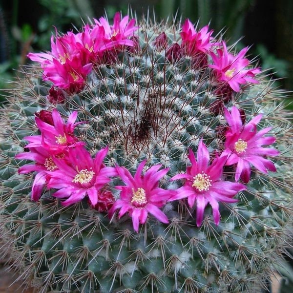 Powder Puff Cactus Potted Cactus Plant Mammillaria Bocasana Etsy