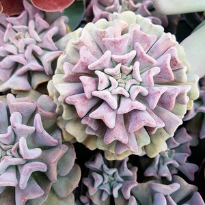 Echeveria Cubic Frost Succulent in 2, 4&quot; pot