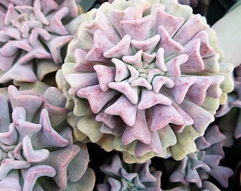 May include: Close-up of a succulent plant with light green and pink leaves arranged in a rosette pattern.