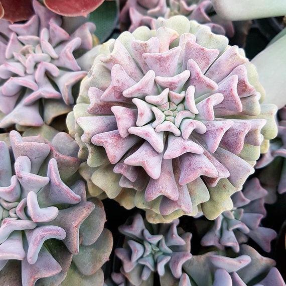 Echeveria Cubic Frost Succulent in 2, 4" Pot - Etsy