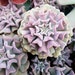 see more listings in the 2" Pot Succulent section